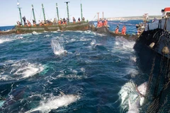 Fisheries sector urged to further improve product quality