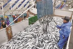 Ninh Thuan fishing sector celebrate bumper harvest
