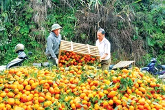 Orange trees yield unexpected results for ethnic groups in Yen Bai
