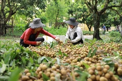 Hung Yen supports farmers to access modern distribution networks