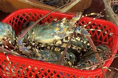 Lobster exports soar 18-fold in two months