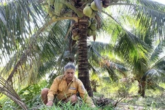 Tra Vinh exports organic coconut flower nectar to Australia
