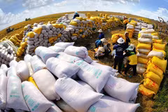 Philippines remains Vietnam’s biggest rice importer