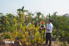 Drought at peak dry season impacts over 20,000ha of farmland