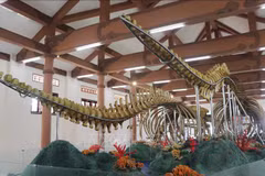 Whale skeletons in Ly Son attractive to visitors
