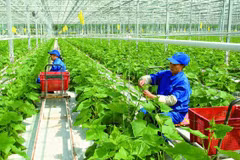 Green production helps secure sustainable agriculture: Experts