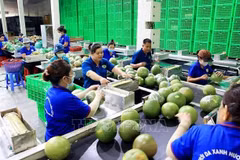 Fruit, vegetable exports see green shoots