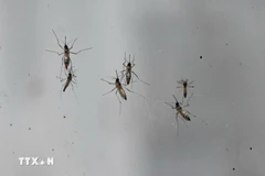 Singapore faces risk of dengue fever outbreak