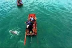 Quang Ninh: Dolphins, whales spotted multiple times around Co To island