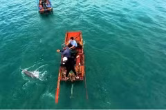 Quang Ninh: Dolphins, whales spotted multiple times around Co To island