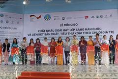 An Giang exports first batch of mangoes to RoK