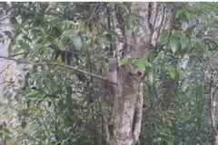 National park releases rare wild animals back to the wild 