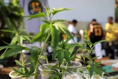 Thailand to ban recreational use of cannabis