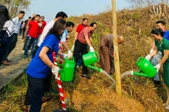 Up to 1,000 ban flowers planted at Dien Bien Phu battlefield relic sites