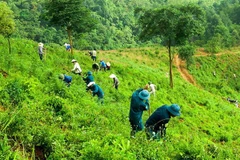 Project to develop multi-use values of forest ecosystem to 2030 approved