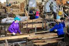 Stable material areas needed for sustainable wood industry: insiders