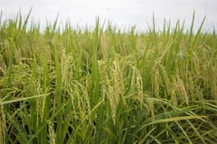 Output at Malaysia’s rice bowl ensured despite hot, dry conditions