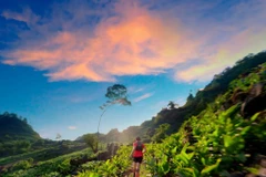 More than 2,200 runners to join Vietnam Ultra Marathon