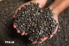Indonesia’s coffee exports surpass imports