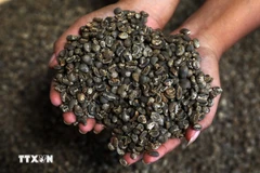 Indonesia’s coffee exports surpass imports