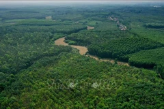 Quang Tri promotes forest protection, afforestation to reduce emissions