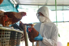 H5N1 bird flu outbreak detected in Laos
