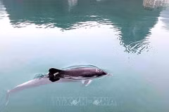 Dolphins spotted multiple times off Quang Ninh's coast