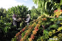 Measures sought for coffee firms to adapt to EU Deforestation Regulations