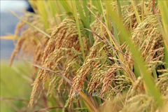 Public-private partnership highlighted in high-quality rice production project