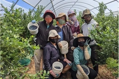 Australia opens door to Vietnamese agricultural workers
