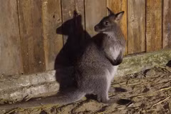 Australian Embassy helps centre with care for suspectedly smuggled wallabies
