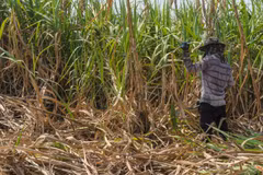 Thailand’s sugar exports to China surge thanks to ACFTA