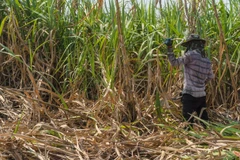 Thailand’s sugar exports to China surge thanks to ACFTA
