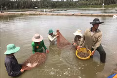 Conference seeks measures for shrimp sector's sustainable development