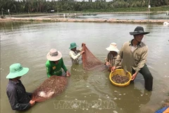 Conference seeks measures for shrimp sector's sustainable development