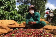 Nearly 600 million USD disbursed in support of agroforestry, aquatic sectors