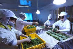 Fruit, vegetable exports see green shoots, targeting 7 billion USD