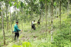 Large-timber forest area to be expanded to 1 million ha by 2030