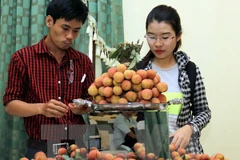Bac Giang earns trillions of dong from lychee