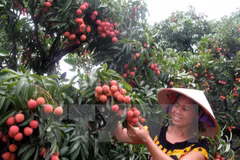 A grower is harvesting litchis. Vietnam earned nearly 879 million USD from exporting fruits and vegetables in the first half of 2015. 