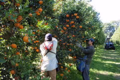 Australian oranges, tangerines and grapes will be allowed to re-enter Vietnam on August 1 (Photo: foodprocessing.com.au)