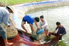 Nam Dinh: Local farmers trained in good agricultural practices