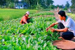 Government policy benefits Khmer people in Hau Giang 