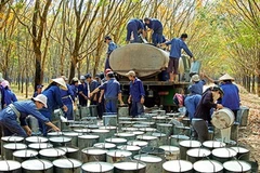 Oversupply likely to plague Vietnam's rubber industry 