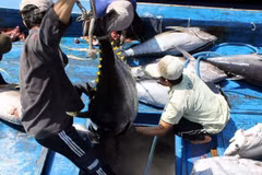 Binh Dinh accelerates high-tech fisheries production chains 