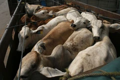 Indonesia to resume cattle import from Australia 