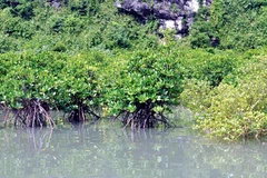 Mangrove forest. (Photo: Citinews)