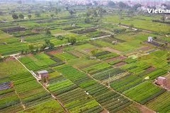 Visiting Tan Minh commune to enjoy Ha Noi’s famous vegetable “hub”