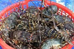 South Central – The "kingdom" of lobsters in Vietnam