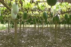 Fragrant squash - the crop helps farmers at Ba Be district out of poverty